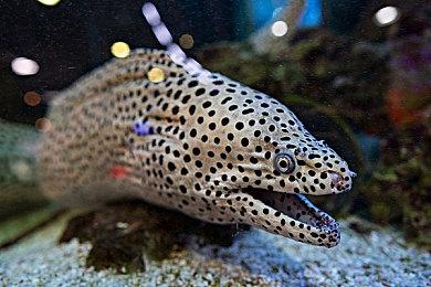 《梦幻之星OL》Unity3D粉丝重制版2024年推出