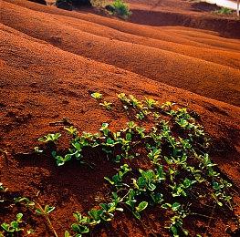 上错菜就完蛋了！恐怖烹饪游戏《开心小汉堡庄》公布